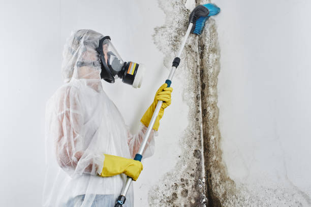 Best DIY Mold Remediation Support Services in Earlington, KY
