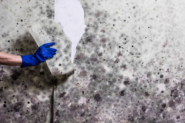 Best HVAC Mold Remediation in Earlington, KY